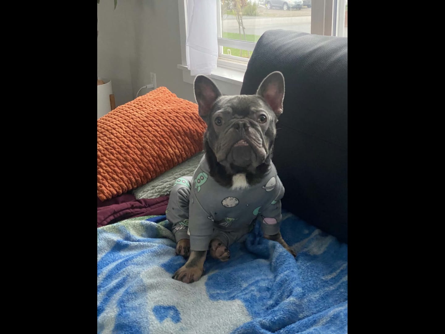 Customer photo review of Dog Pajama - Alien