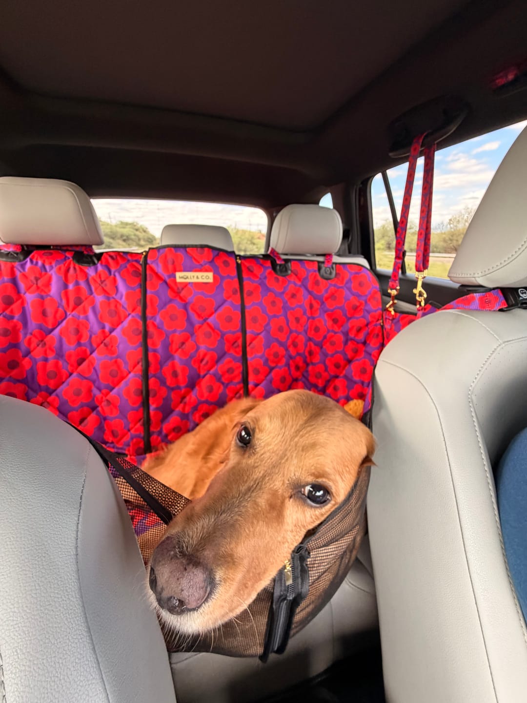 Customer photo review of Mon Chéri - Dog Car Seat Cover