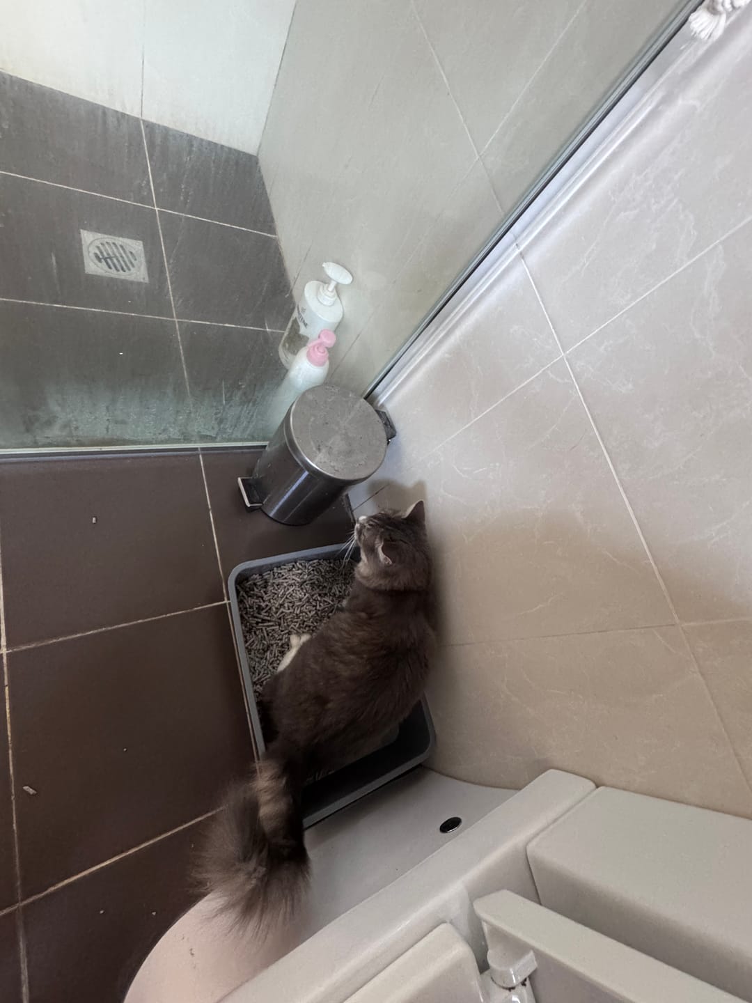 Customer photo review of Fit Litter PLUS+