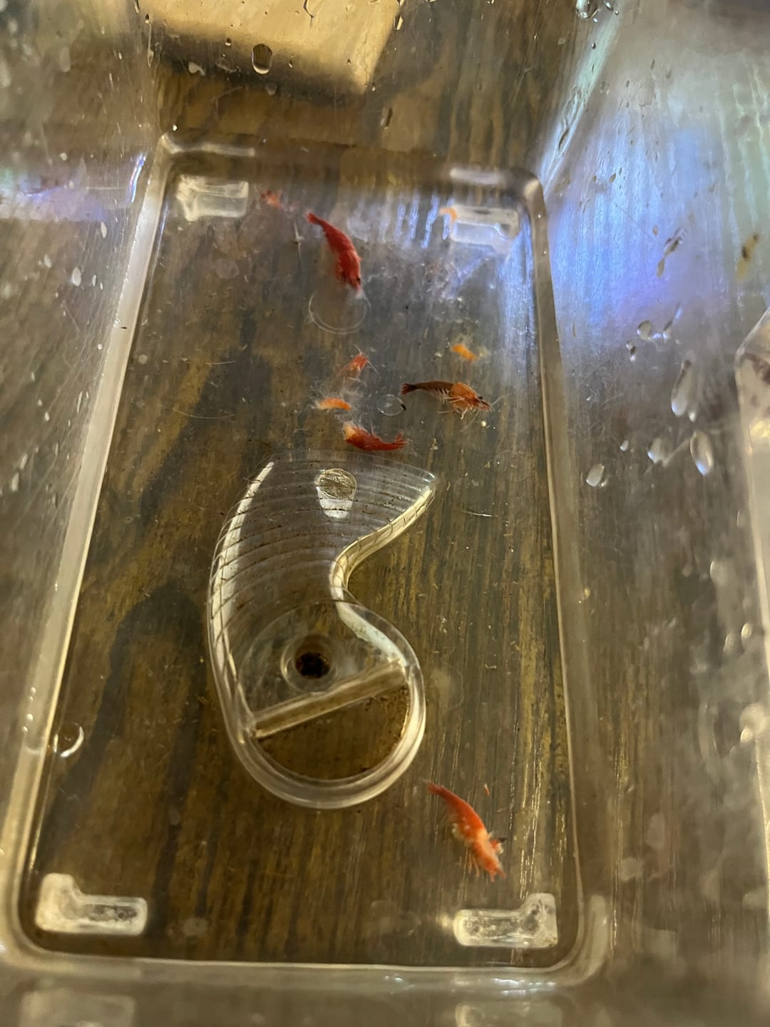 Customer photo review of Fire Red Cherry Shrimp (Bright Red Neocaridina)