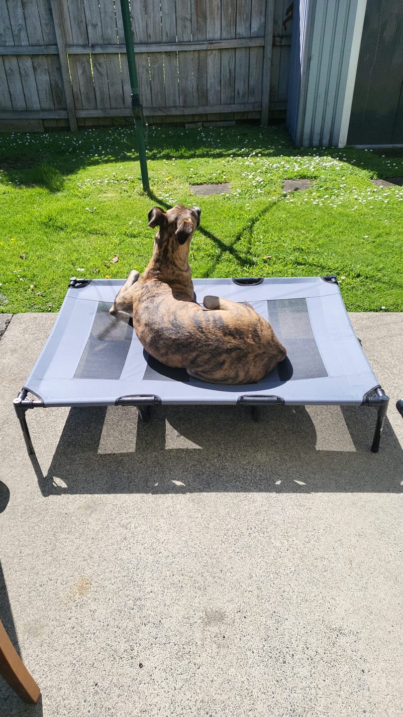 Customer photo review of Elevated Pet Bed Raised Dog Bed Heavy Duty Outdoor Cooling Portable Bed