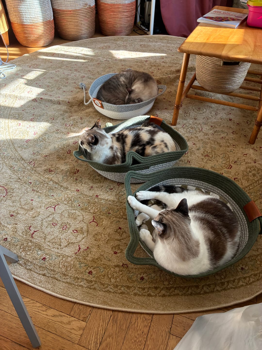 Customer photo review of Instinct Basket | Meet the first research-backed natural territory for indoor cats