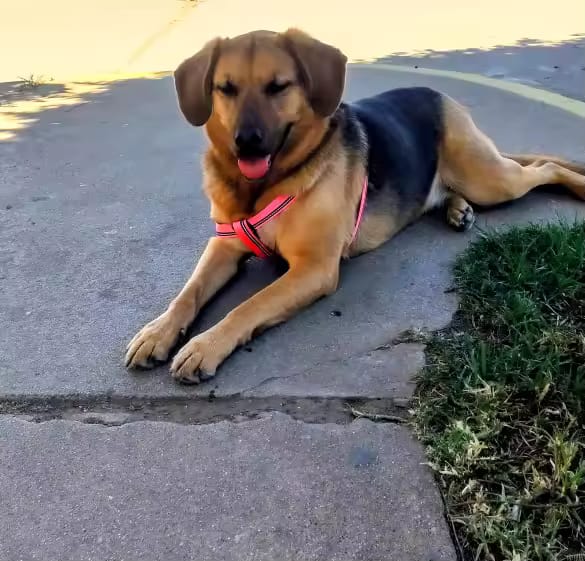 Customer photo review of No Pull Dog Harness – Reflective Padded Vest with Front Clip and Top Handle