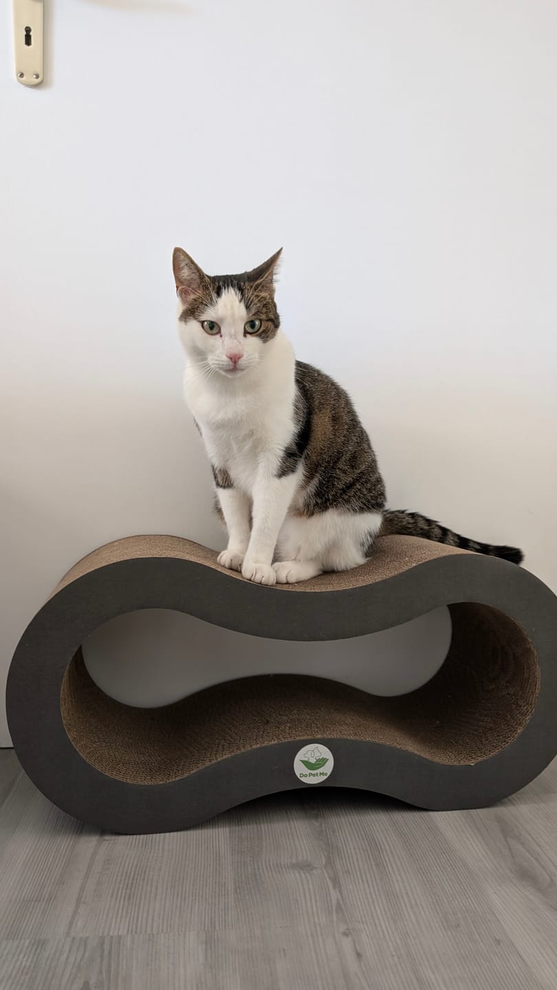 Customer photo review of Katzenliege Infinity Lounge L