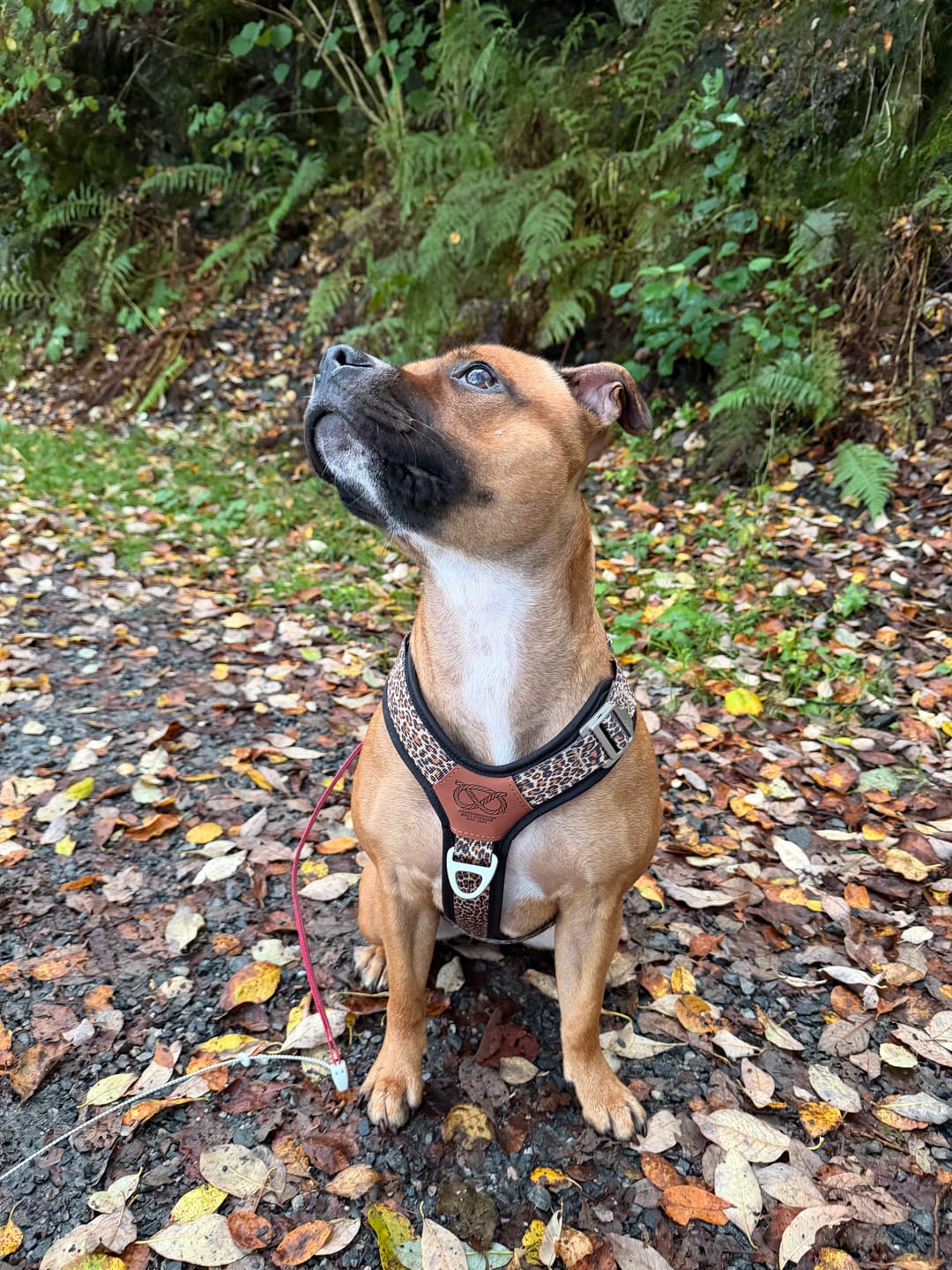 Customer photo review of Staffordshire Bull Terrier 1935® Harness & Leash Set - Leopard