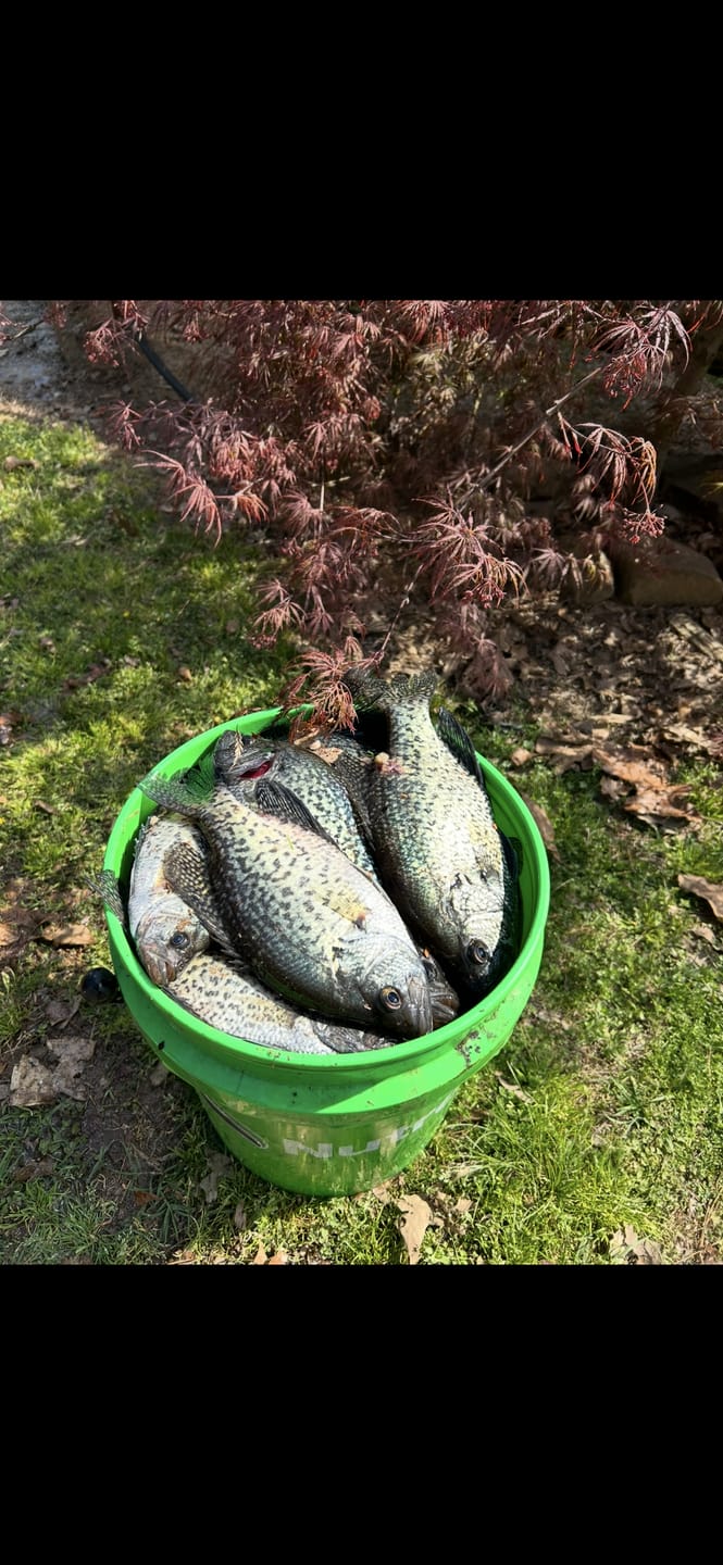Customer photo review of 1/64oz Green Chartreuse