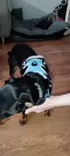 Customer photo review of No Pull Dog Harness – Soft Air-Mesh Vest with Front & Back Clips, Reflective Trim and Padded Handle
