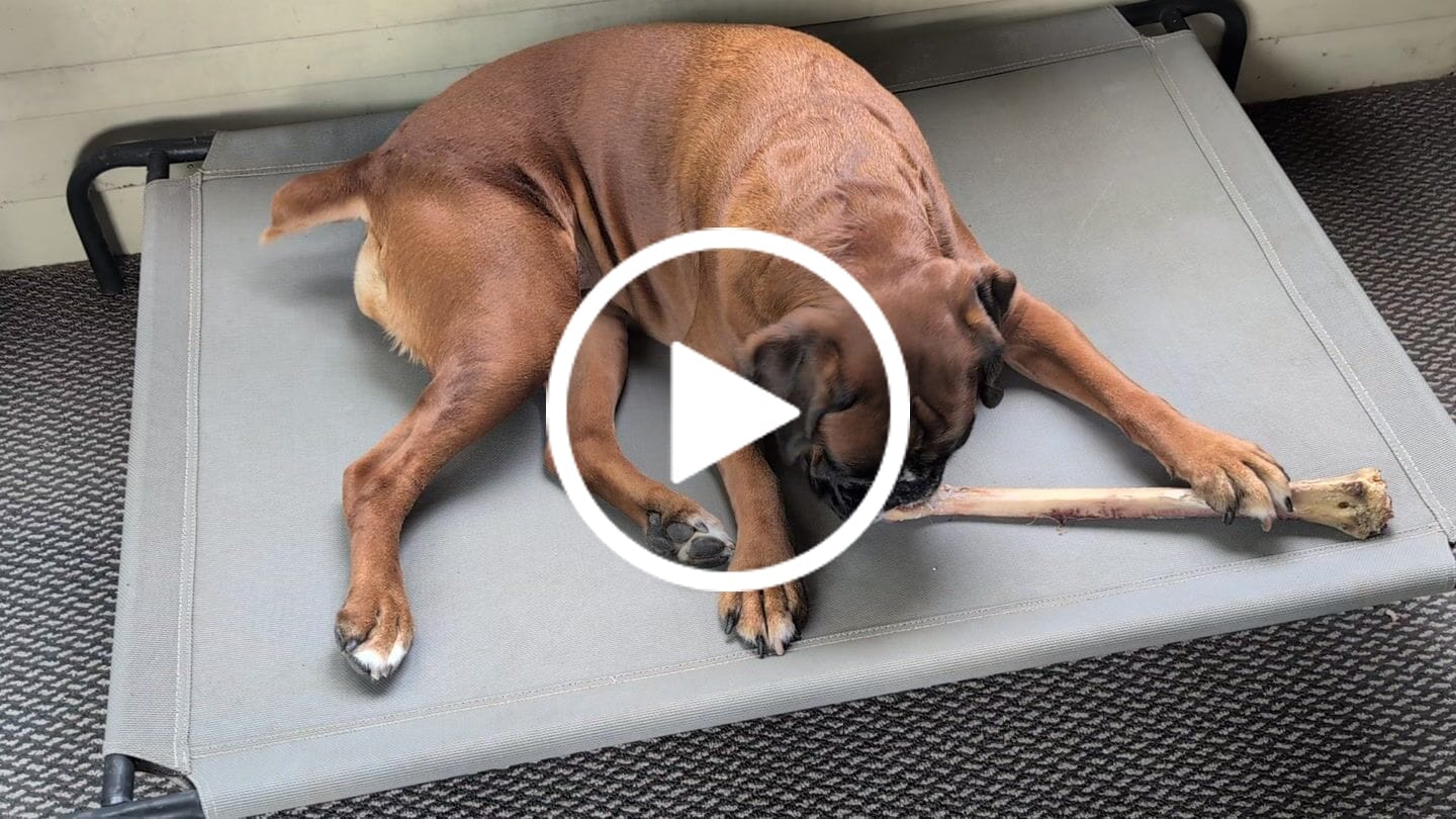 Customer video review of Ostrich Long Bone (19" x 3.5"): The Ultimate Challenge for Medium, Large & Extra-Large Dogs