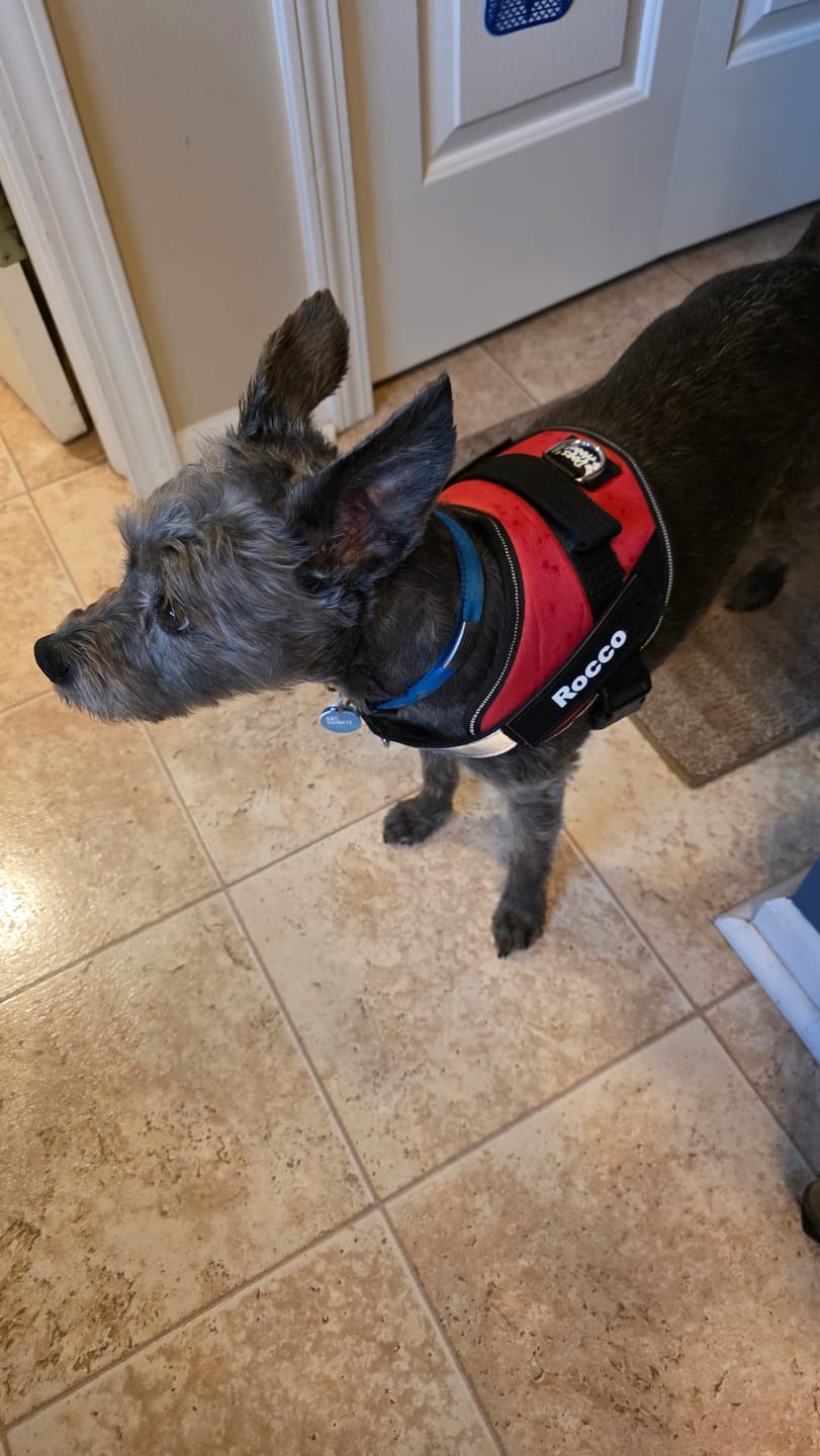 Customer photo review of Personalized Dog Harness