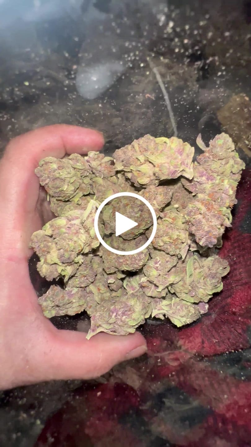 Customer video review of THCA Queen