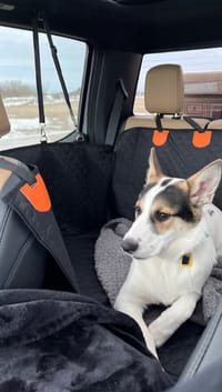 Customer photo review of Aktoclean RoadBed™️ – Extension de banquette rigide pour chien
