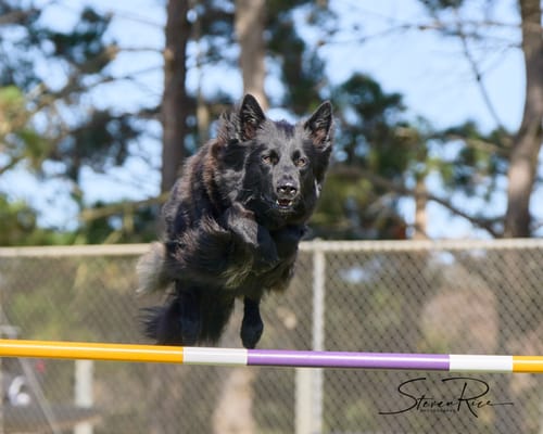 Reviewer's black dog jumping over an agility hurdle in an outdoor setting.