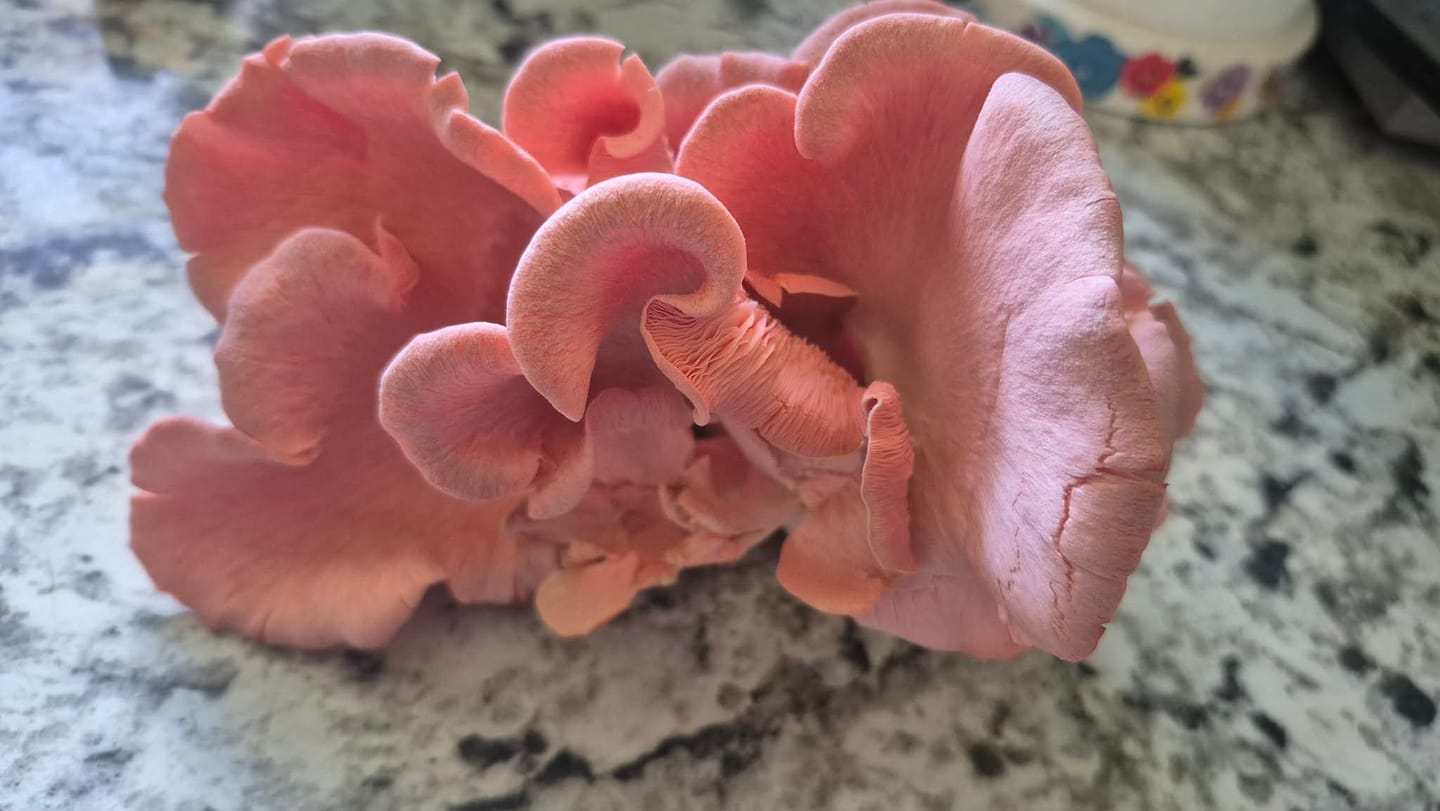 Customer photo review of 2 Grow Kits Bundle