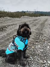 Customer photo review of No Pull Dog Harness – Reflective Padded Vest with Front Clip and Top Handle
