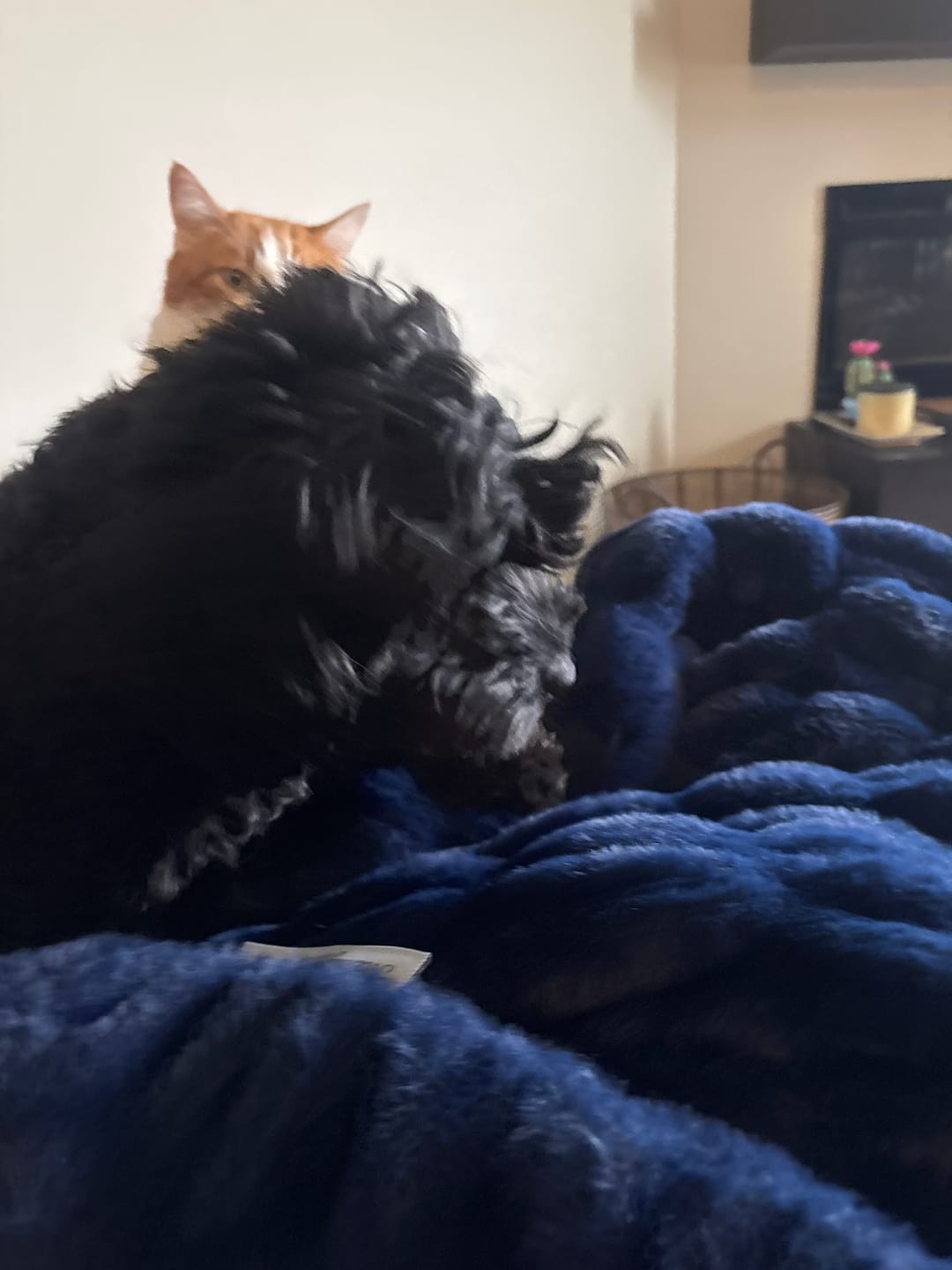 Customer photo review of Hugs Navy Blanket