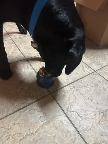Customer photo review of FreezBall Bundle — Best value on the most-loved bones