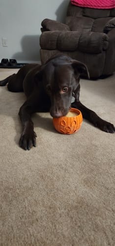 Customer photo review of FreezPumpkin Limited Halloween Edition Dog Toy