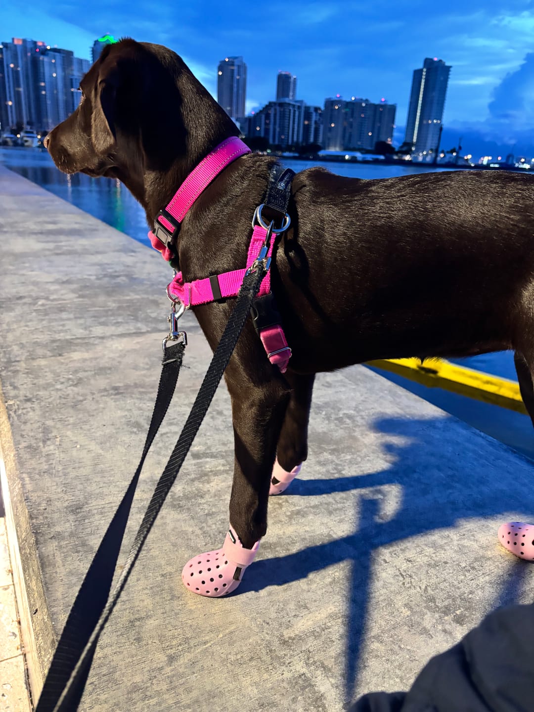 Customer photo review of WagWellies® Mojave
