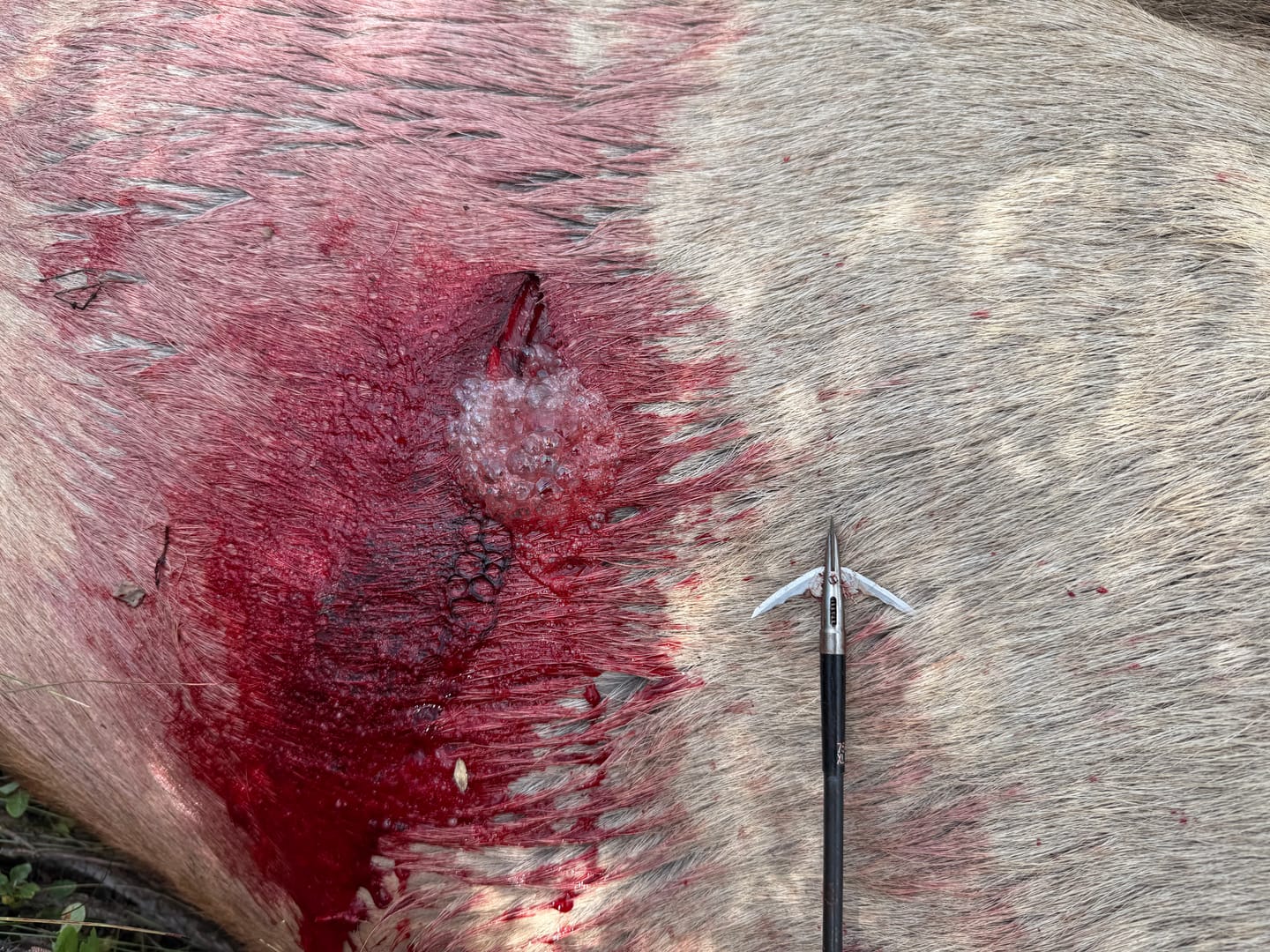 Customer photo review of Cut on Contact Titanium Broadheads (3 Pack)