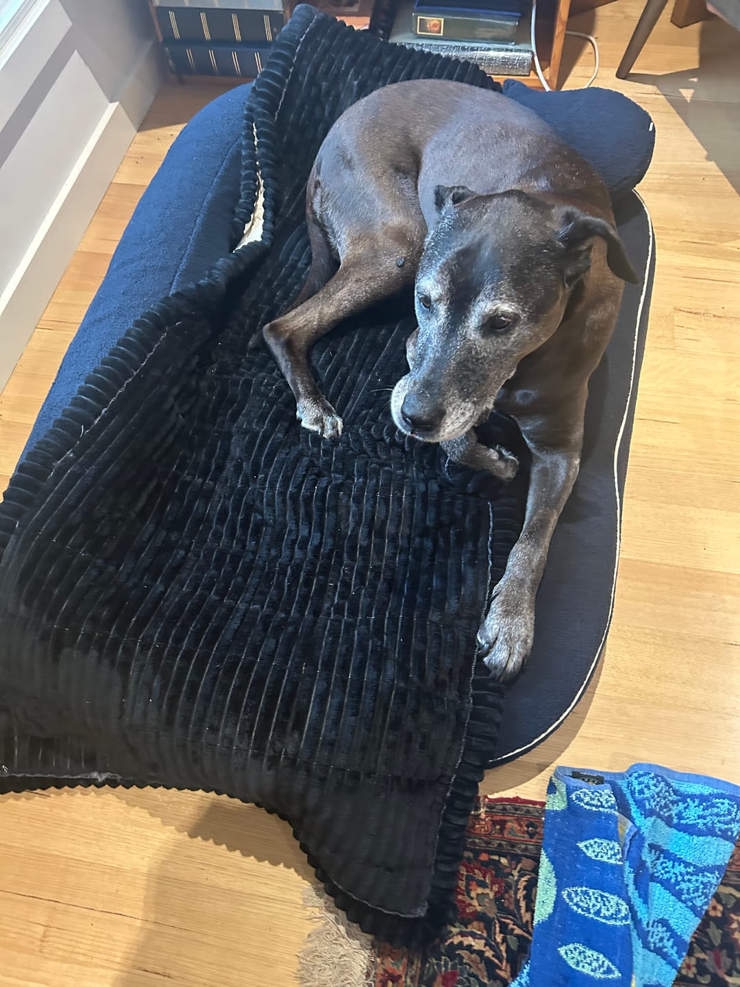 Customer photo review of Cosy Couch - Couch Cover