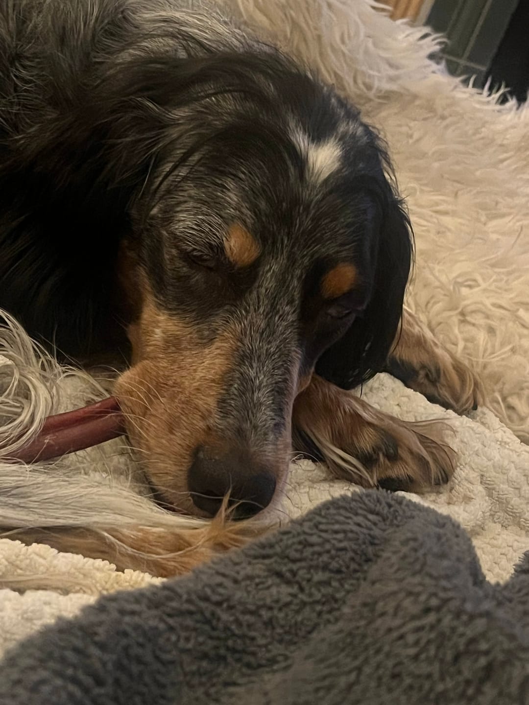 Customer photo review of 12 Inch Standard Bully Stick
