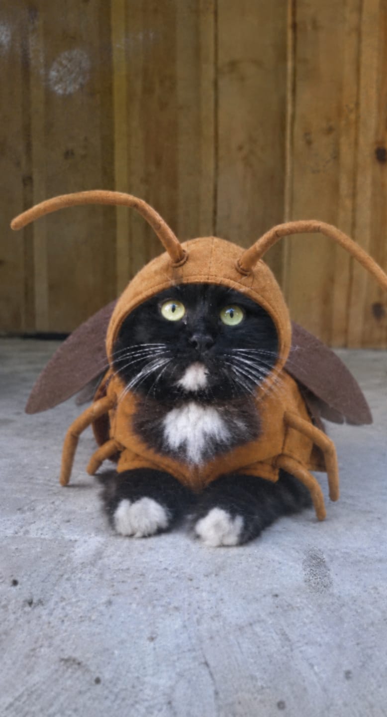Customer photo review of Bug Bite Pet costume