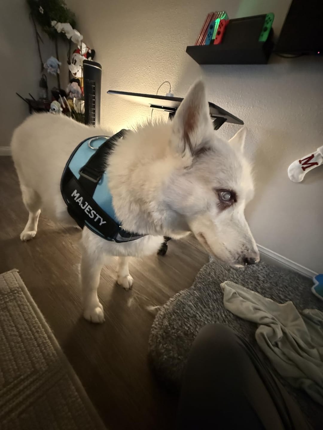Customer photo review of No Pull Dog Harness