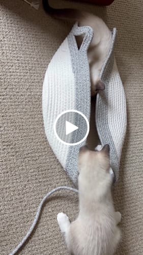 Customer video review of Instinct Basket | Meet the first research-backed natural territory for indoor cats