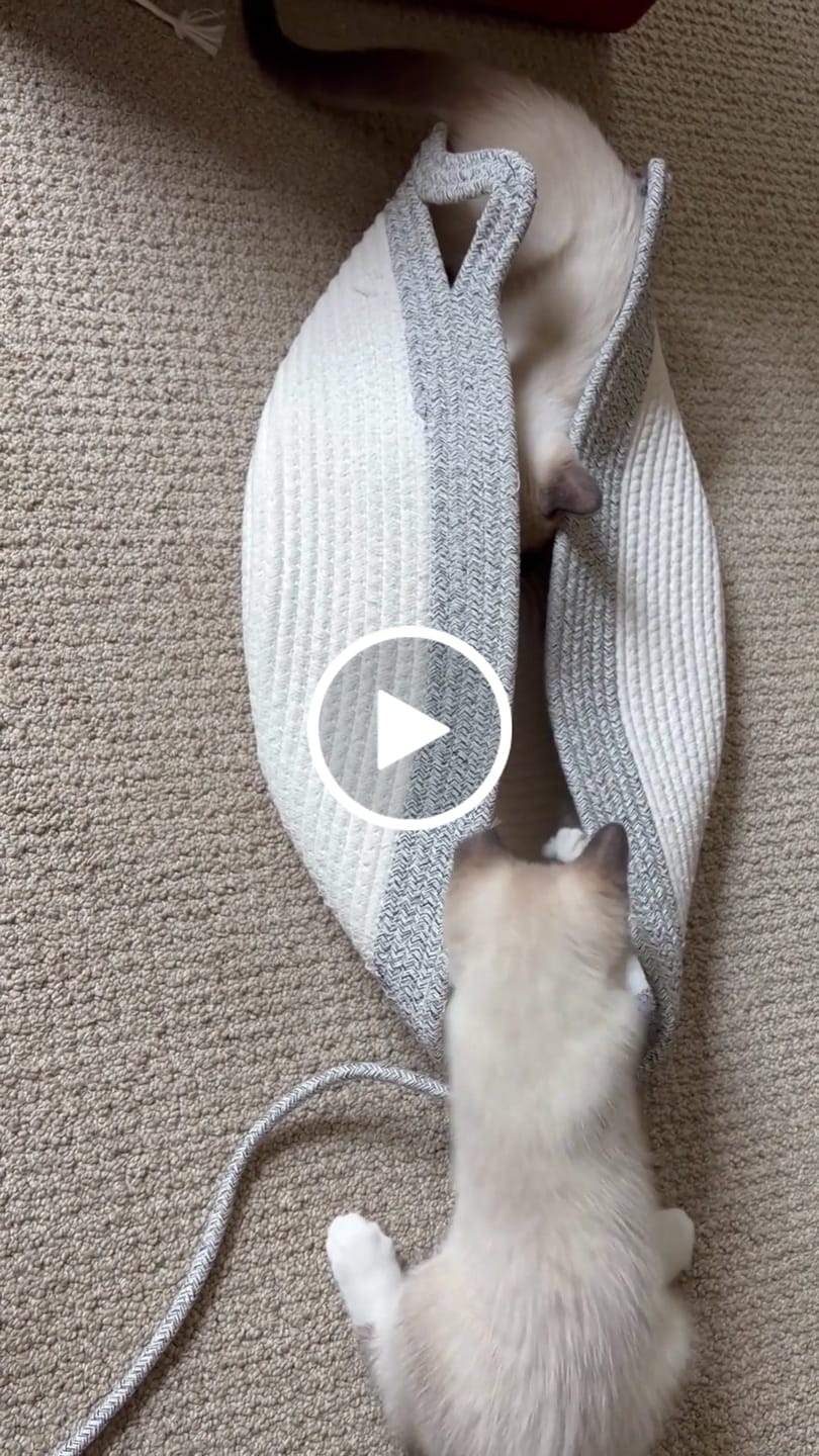 Customer video review of Instinct Basket | Meet the first research-backed natural territory for indoor cats