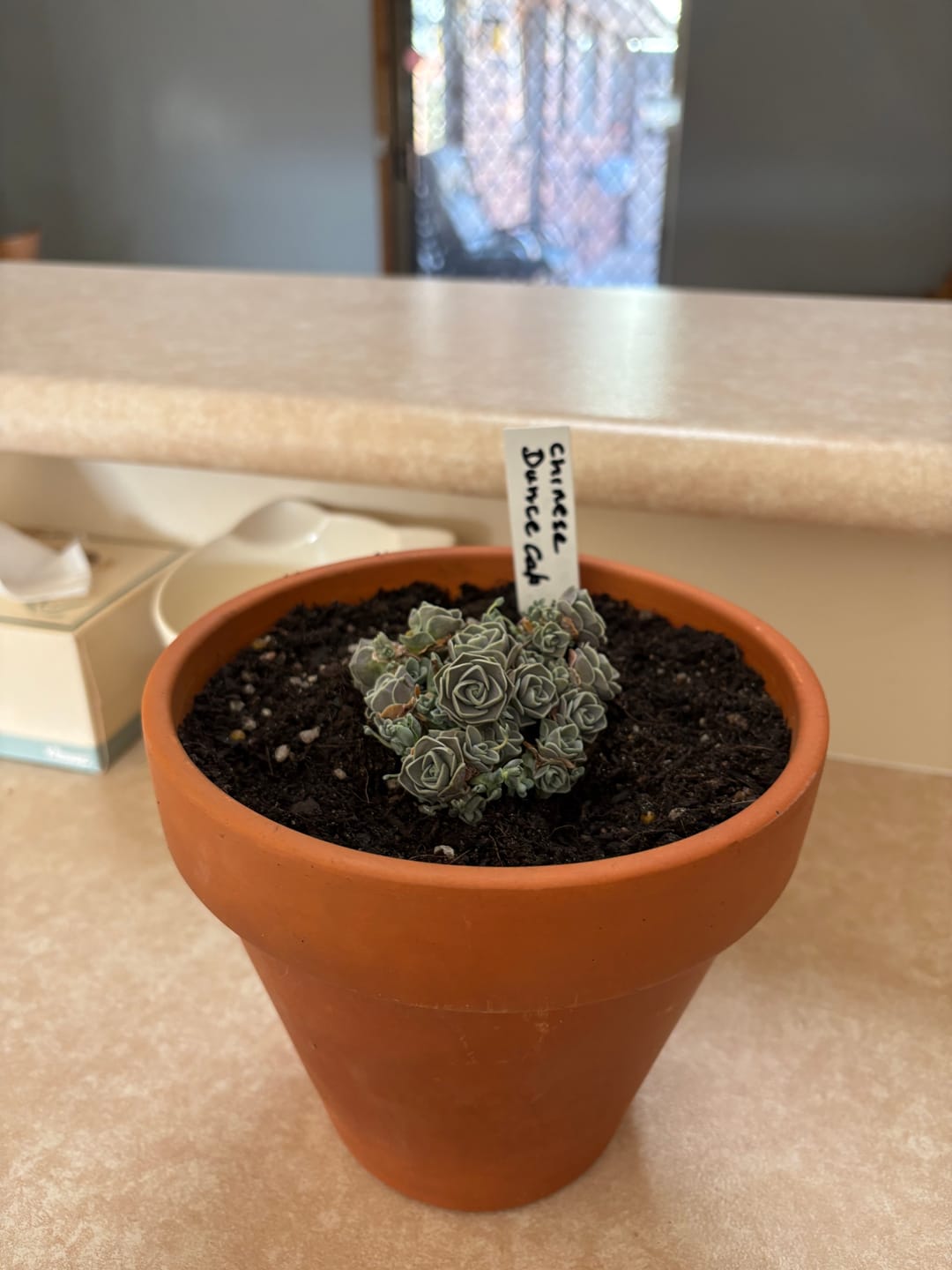 Customer photo review of Orostachys boehmeri - Chinese Dunce Cap