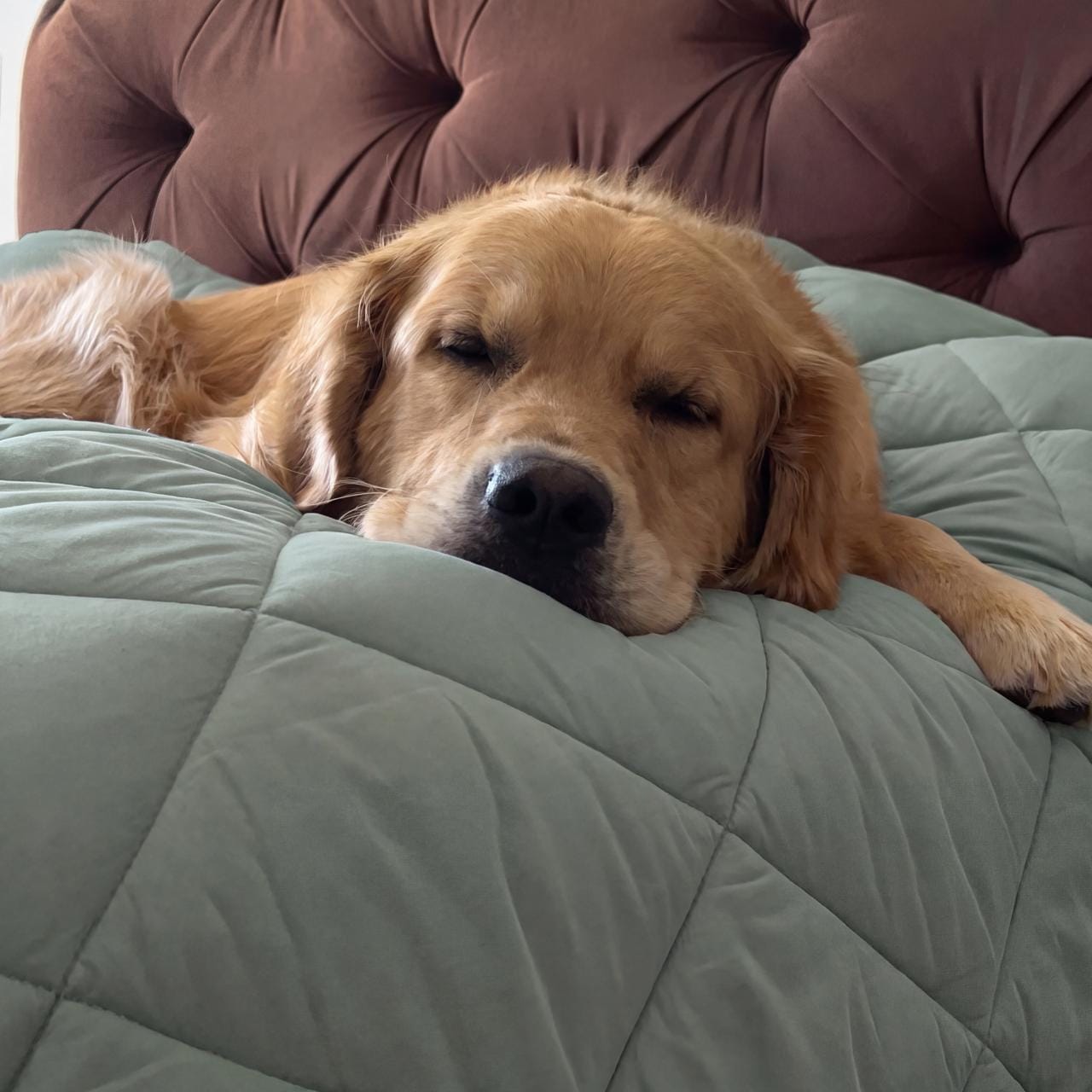 Customer photo review of PetClean - Couette sans housse 2-en-1