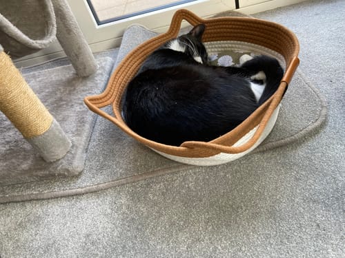 Customer's black and white cat sleeping curled up in an Instinct Basket on a gray carpet.
