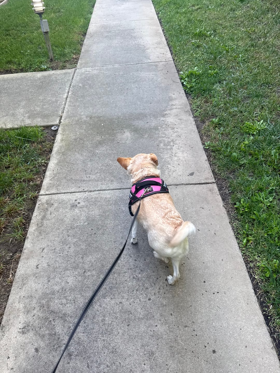 Customer photo review of Dogshood ™ Ergonomic Harness