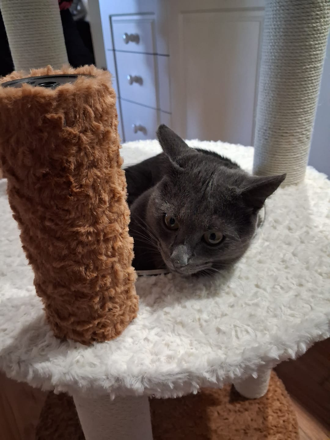 Customer photo review of Natural Bloom Multi-Platform Cat Tree