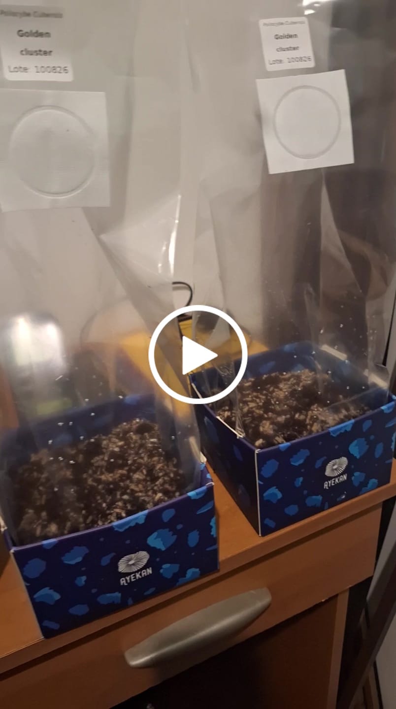 Customer video review of Ayekan Box