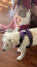 Customer photo review of No Pull Dog Harness – Soft Air-Mesh Vest with Front & Back Clips, Reflective Trim and Padded Handle