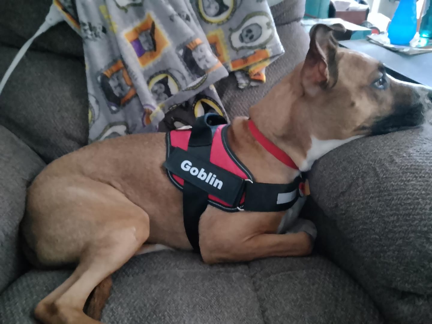 Customer photo review of No Pull Dog Harness