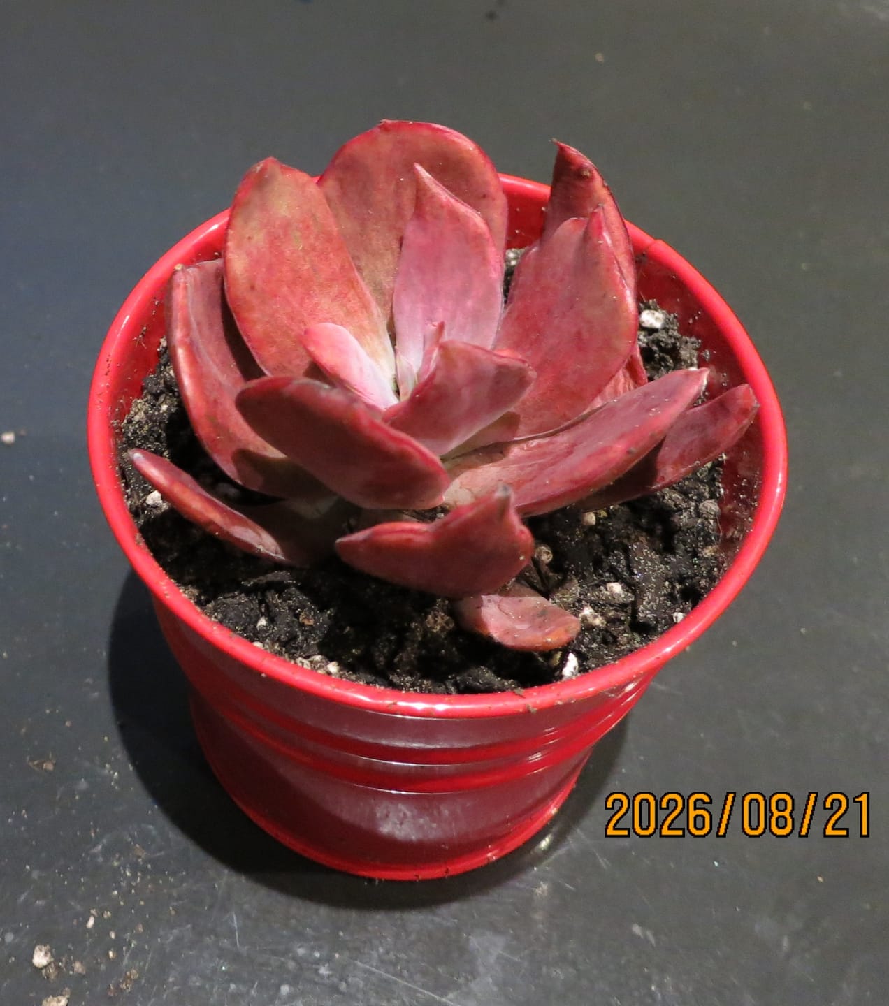 Customer photo review of Echeveria Diamond State Variegata
