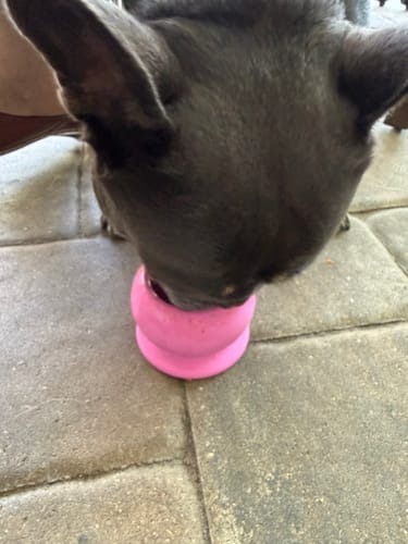 Customer photo review of FreezBall Bundle — Best value on the most-loved bones