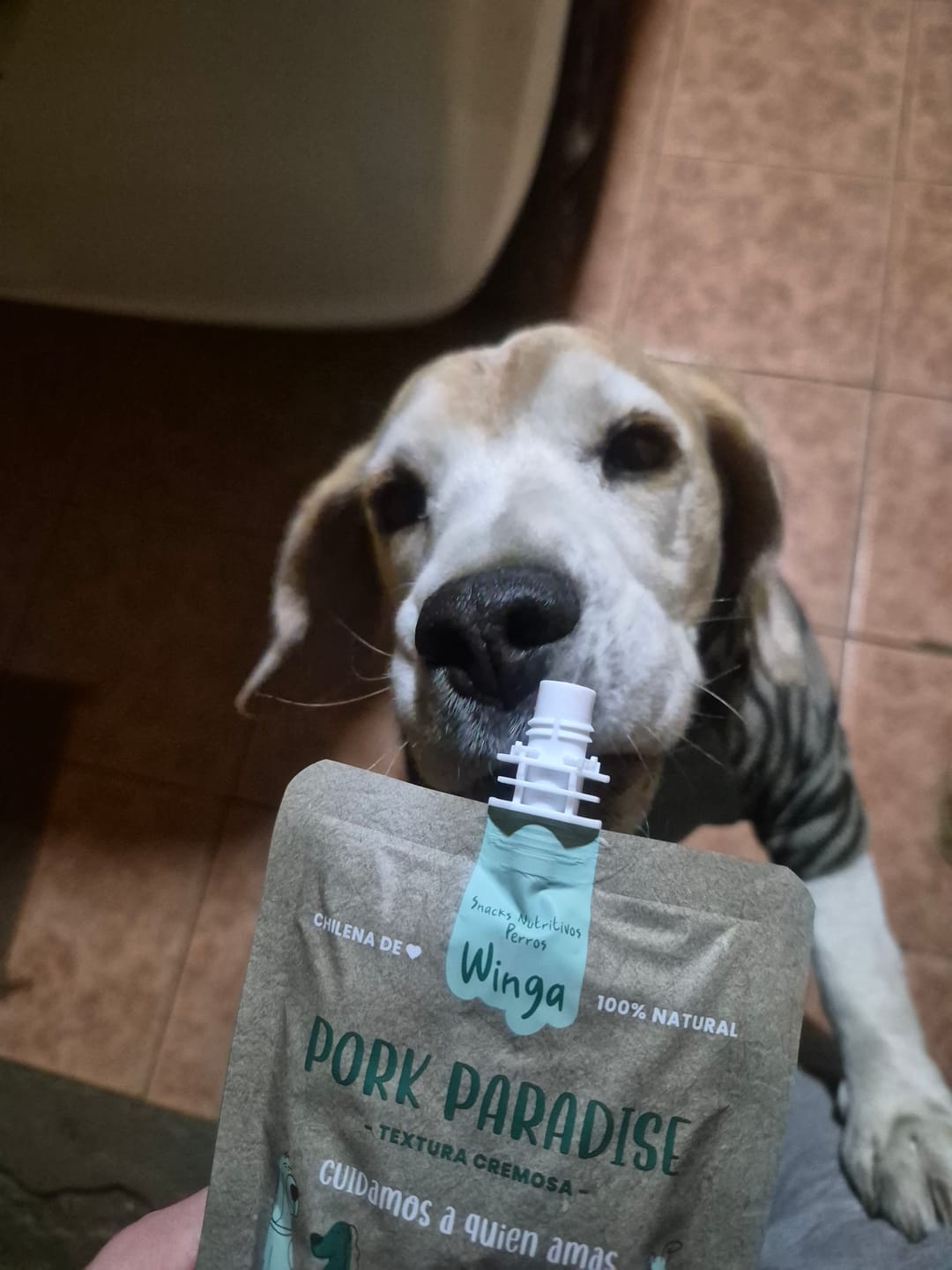 Customer photo review of Chicken Fiesta Perros