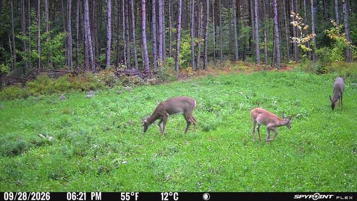 Customer photo review of Crank'd™ 3-18-18+ Food Plot Liquid