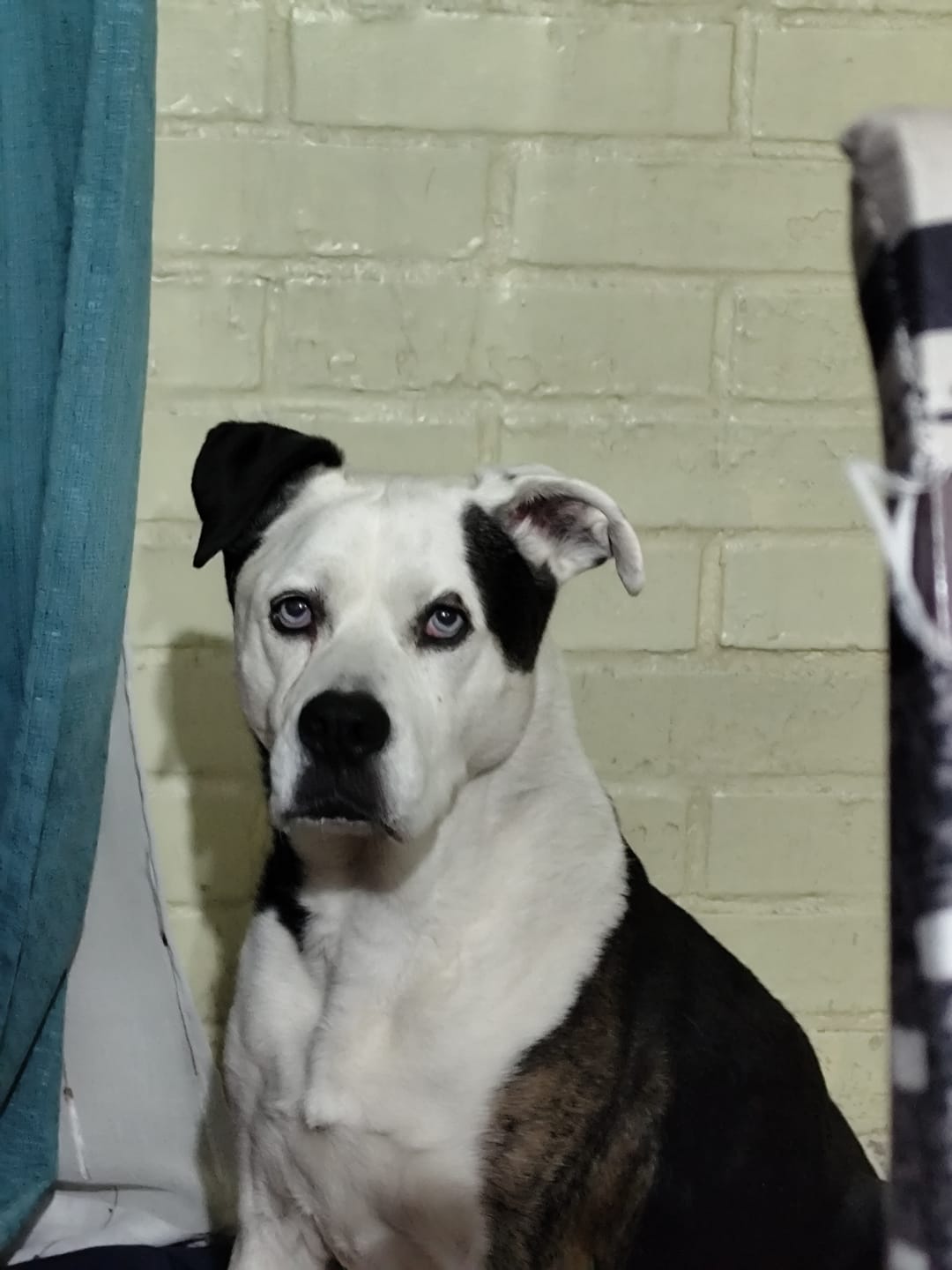 Customer photo review of PetFamily Foods Cerdo Nordico