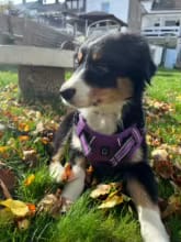 Customer photo review of No Pull Dog Harness – Soft Air-Mesh Vest with Front & Back Clips, Reflective Trim and Padded Handle