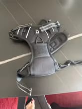 Customer photo review of No Pull Dog Harness – Soft Air-Mesh Vest with Front & Back Clips, Reflective Trim and Padded Handle