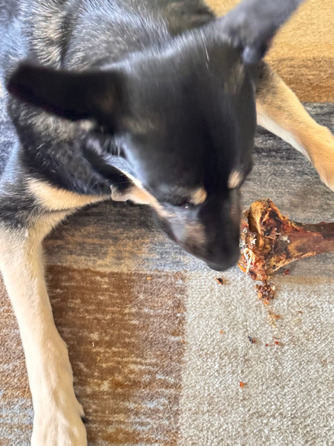 Customer photo review of Large Ostrich Cane (11.5" x 5"): The Ultimate Long-Lasting Chew for Medium, Large & XL Dogs