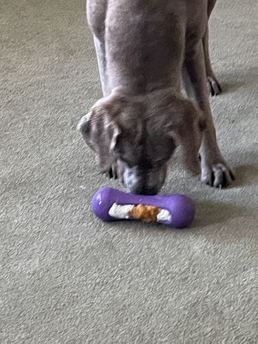 Customer photo review of Freezstick - Indestructible Enrichment Chew