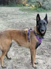 Customer photo review of No Pull Dog Harness – Soft Air-Mesh Vest with Front & Back Clips, Reflective Trim and Padded Handle