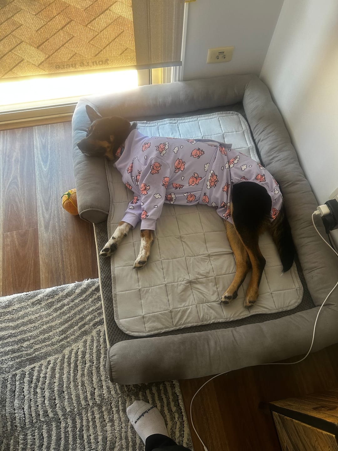 Customer photo review of Dog Surgical Suit (2-pack) - Pink Hearts and When Pigs Fly
