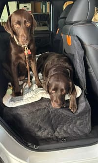 Customer photo review of Aktoclean RoadBed™️ – Extension de banquette rigide pour chien