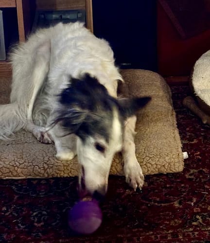 Customer photo review of Freezstick - Indestructible Enrichment Chew
